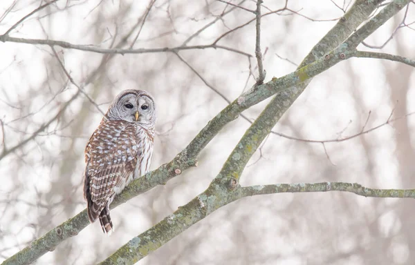 Close Barred Owl Sitting Bare Branch Tree Cloudy Day — Stock Photo, Image