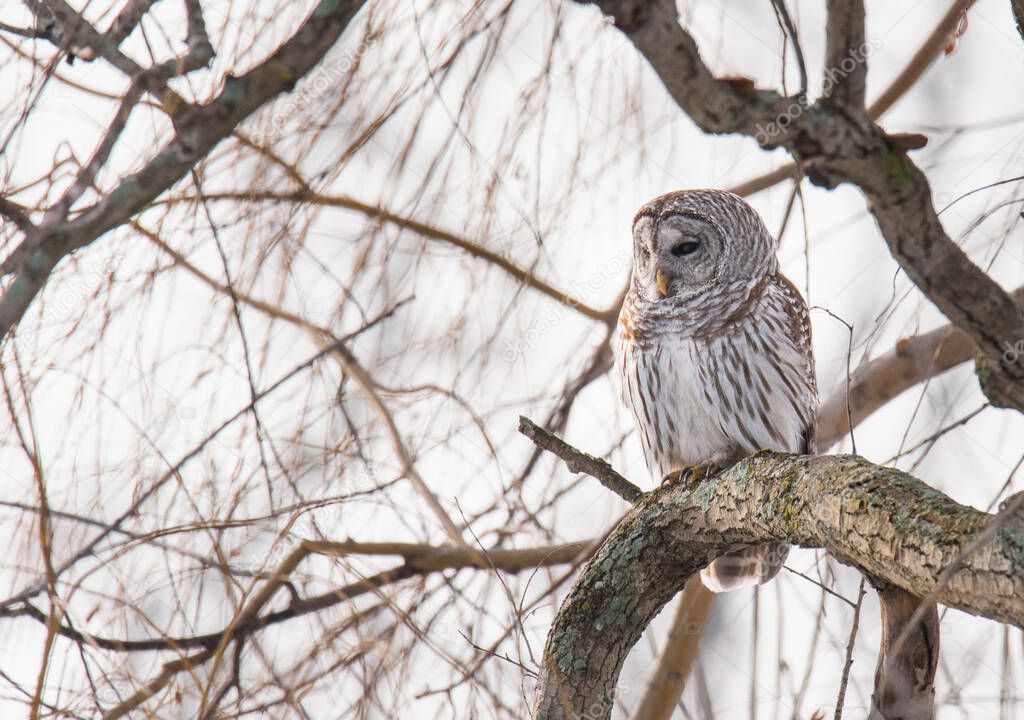 Close up of barred owl sitting on bare branch of tree on a cloudy day.