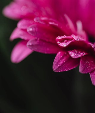 Pembe bir çiçeğin yapraklarındaki su damlacıklarını kapat..