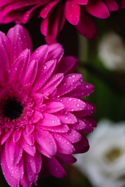 Pembe bir çiçeğin yapraklarındaki su damlacıklarını kapat..