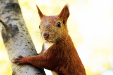 Parktaki bir ağaç dalında oturan kırmızı sincap.