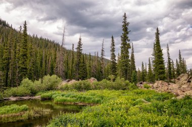 Yukarı Boulder Creek Havzası, Colorado 'daki Orman Manzarası
