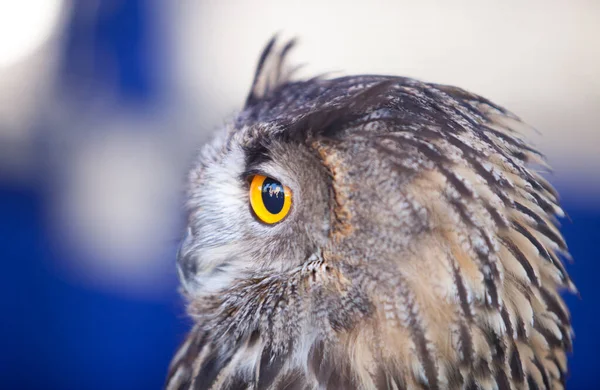 Indian Eagle Owl Blue Background — Stock Photo, Image