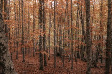 Kestane ormanı Sonbahar renklerini gösteriyor
