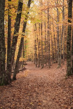 Kestane ormanı Sonbahar renklerini gösteriyor