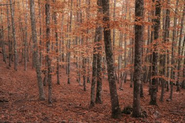 Kestane ormanı Sonbahar renklerini gösteriyor