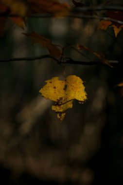 Macro sonbahar yaprakları hala Virginia ormanlarındaki ağaç dallarında asılı.