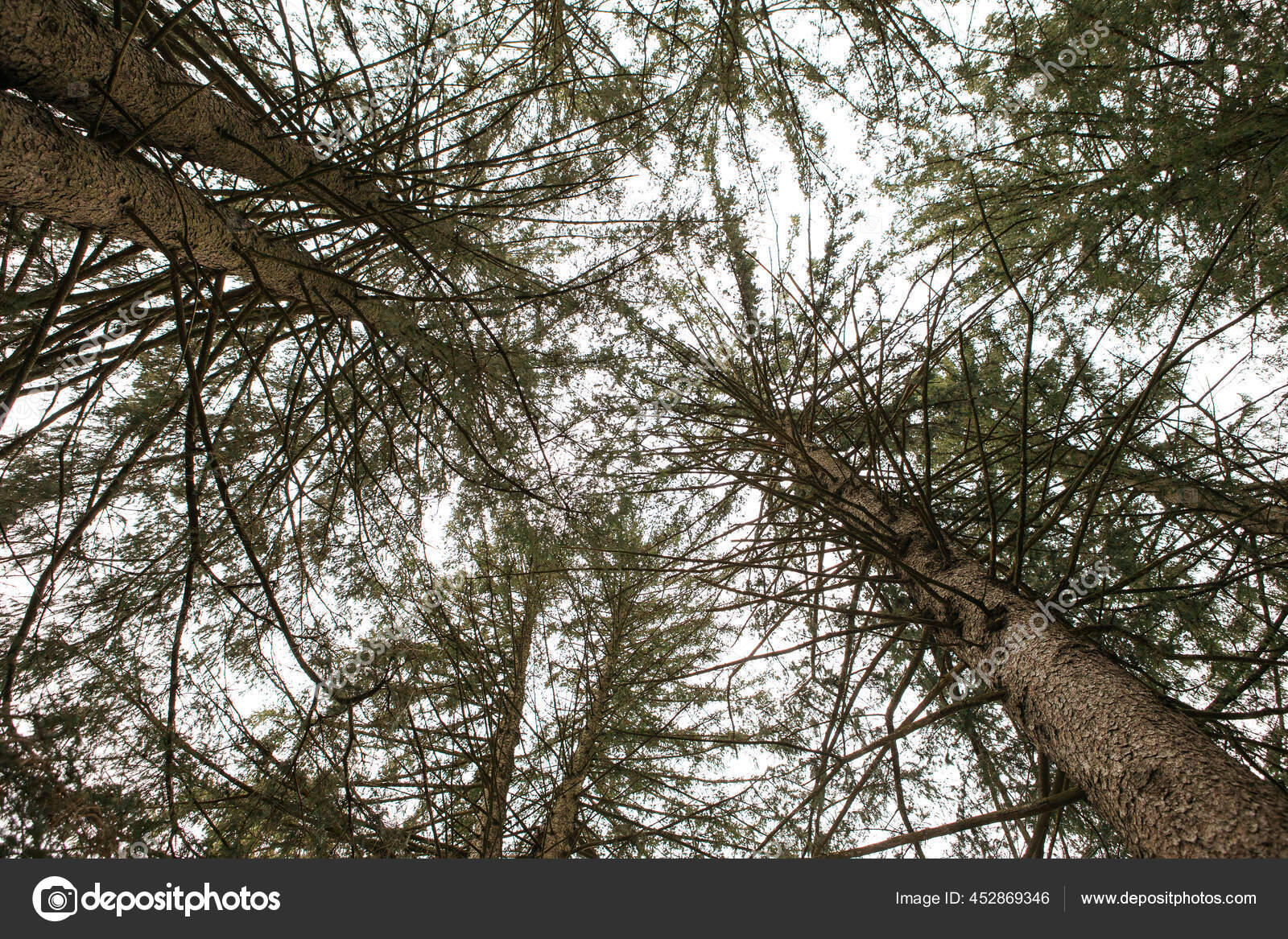 Canopy Tall Evergreen Trees Come Together Beautiful Patterns Stock