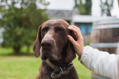 Bir kadının eli, sevimli kahverengi bir köpeğin kafasını okşar.