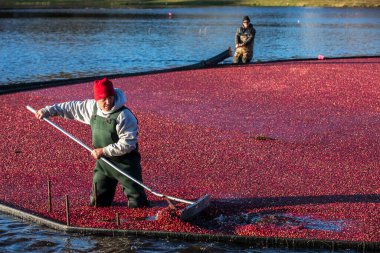 Workers rake cranberries toward a syphon that pulls them to a truck. clipart