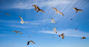 Martılar Carmel, CA 'de bir plajın üzerinde uçar..