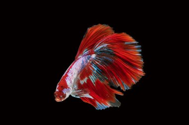 Siyam betta siyah arka plandaki balıklarla savaşıyor