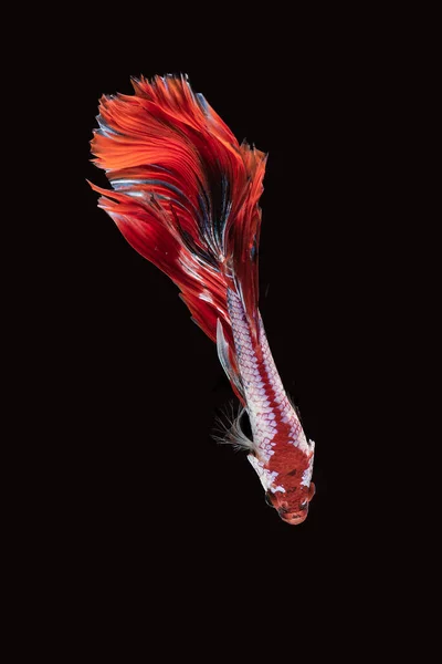 Siamese Betta Fighting Fish Black Background — Stock Photo, Image