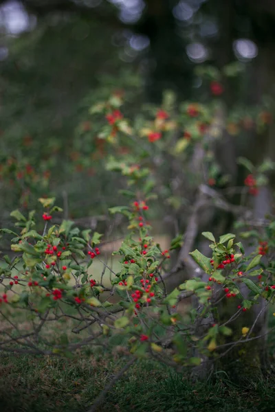 A holly tree grows tall showing off it\'s beautiful red berries during the winter in Virginia
