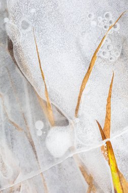 Kuzey Slovakya 'daki Turiec nehrinin taşkın ovalarında buzla çevrili otlar