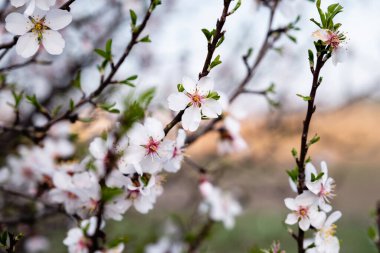 İlkbahar çiçekleri doğayla çevrili
