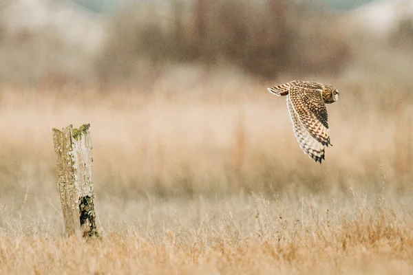 Side view of a Short-eared Owl flying away from its perch