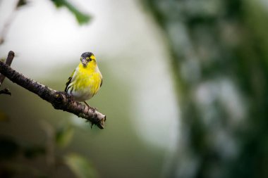 Erkek bir siskin kuş yeşil bir arka planda bir dala oturdu.
