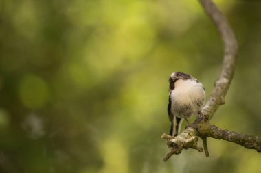 a juvenile long-tailed tit sat on a twig