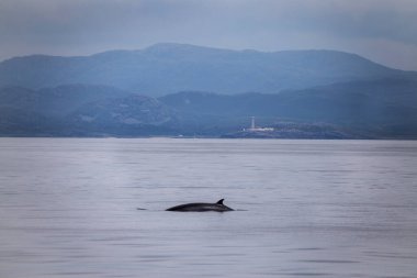 Arka planda deniz feneri olan bir minke balinası denizde yüzüyor.
