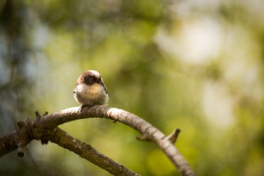 A juvenile Long-Tailed Tit sat on a branch