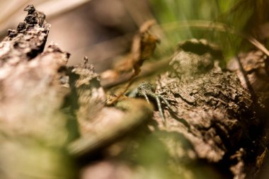 Kütüğün üzerindeki sıradan bir kertenkele eli.