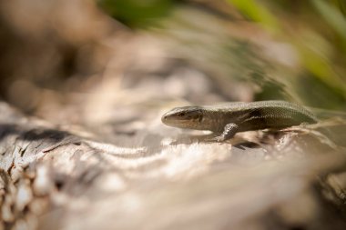 Kütüğün üzerinde güneşlenen sıradan bir kertenkele.