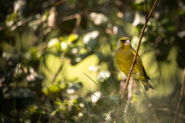 Dal üzerinde tünemiş bir ispinoz kuşu