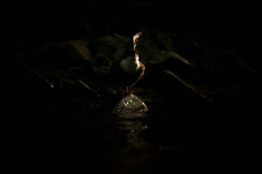 Gün batımında kanat çırpan bir kuş.