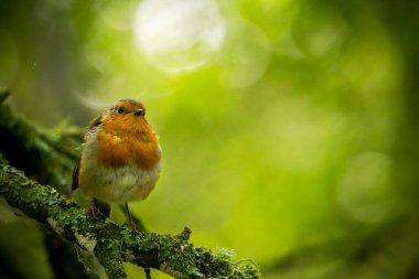 Bir bülbül yeşil bir arka planda bir dala oturdu.