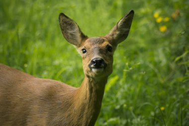 Dişi bir Roe Geyiği 'nin yakın çekimi.