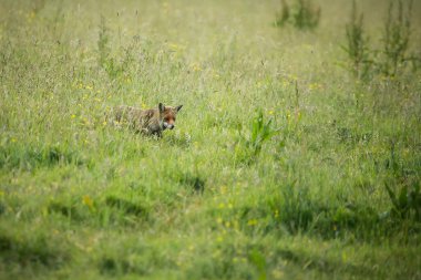 Uzun otların arasında avlanan bir tilki
