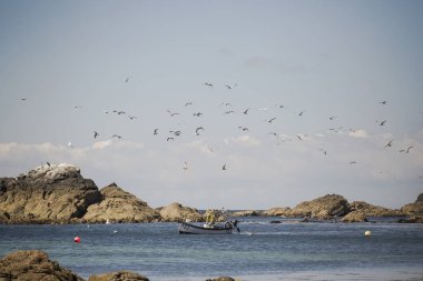 Martılarla çevrili küçük bir teknede bir balıkçı.