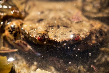 Suya batmış kırmızı gözlü bir yengeç.