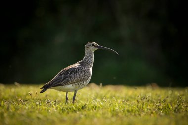 Mızmız bir kuş bir tarlada duruyordu.