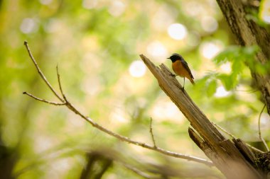 Kızıl başlı bir kuş ormandaki bir dala tünemiş.