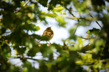 Genç bir bülbül ön planda yaprakları olan bir ağaca tünemiş kuş.