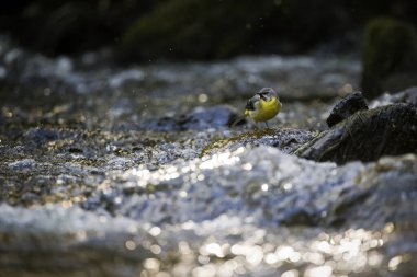 Gri kuyruklu bir kuş dalgalı suda bir kayanın üzerinde duruyordu.