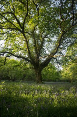 Çan çiçekleriyle çevrili bir ormanda büyük bir ağaç.