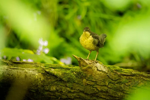 A juvenile dipper bird stood on a log in woodland