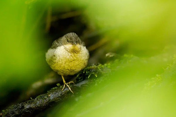 a juvenile dipper bird sat on a branch in woodland