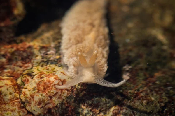바위에 민달팽이 — 스톡 사진