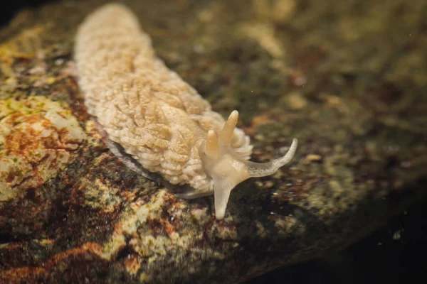 Una Babosa Mar Nudibranquio Una Roca — Foto de Stock