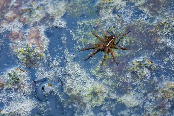 Una Araña Balsa Descansando Superficie Del Agua — Foto de Stock