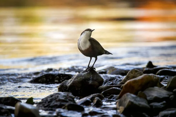 A dipper bird stood on rocks on a river