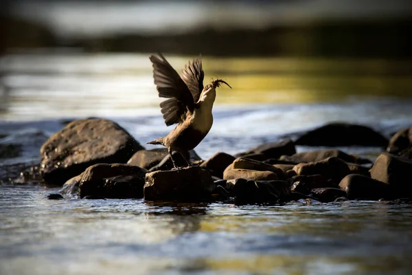 A Dipper bird stood on rocks in a river with wings out