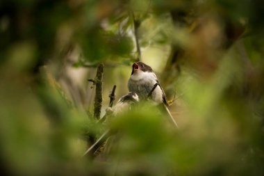 A Long Tailed tit fledgling on a branch begging for food