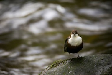 Nehirdeki kayaların üzerinde bir kuş duruyordu.