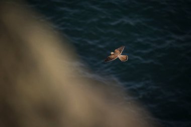 Bir kerkenez denizin üzerinde bir uçurum boyunca uçuyor.