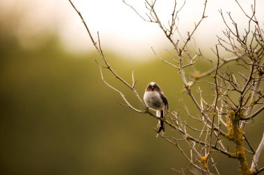 A juvenile long tailed tit perched on a branch calling at sunset